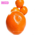 Кино мандарин мандарин оранжевый цитрусовых фруктов из Китая